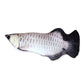 Fish Pet Toy