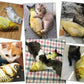 Fish Pet Toy